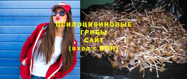 прущие грибы Медвежьегорск